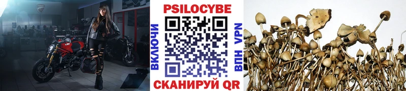 Галлюциногенные грибы Psilocybe  Зеленодольск 